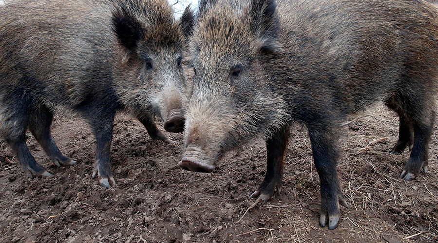 wild boars