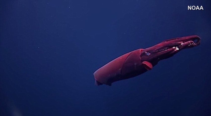 Click to enlarge Rare whiplash squid