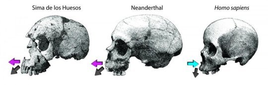 skulls