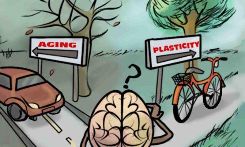 drawing of brain making decisions