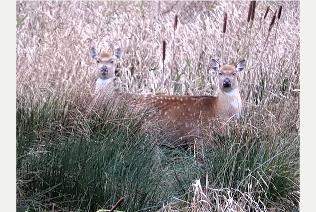 DEER