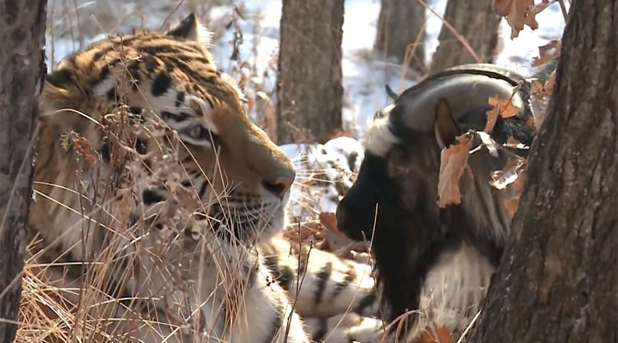 Tiger and goat
