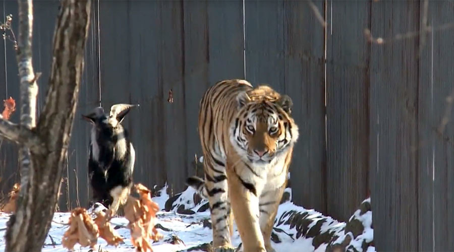 Click to enlarge Goat and tiger
