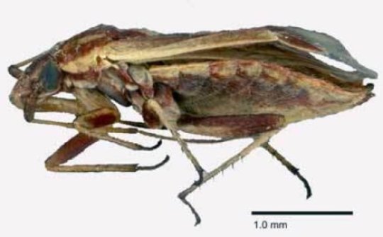 Click to enlarge Restiophylus lyginiae