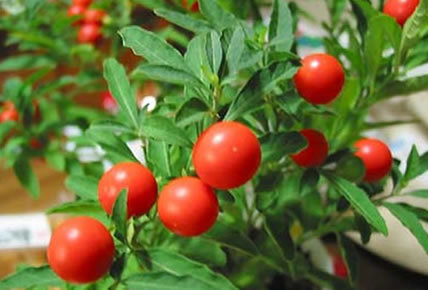 Click to enlarge Ashwagandha plant