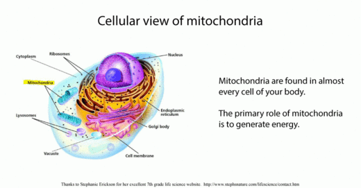 mitrochondria