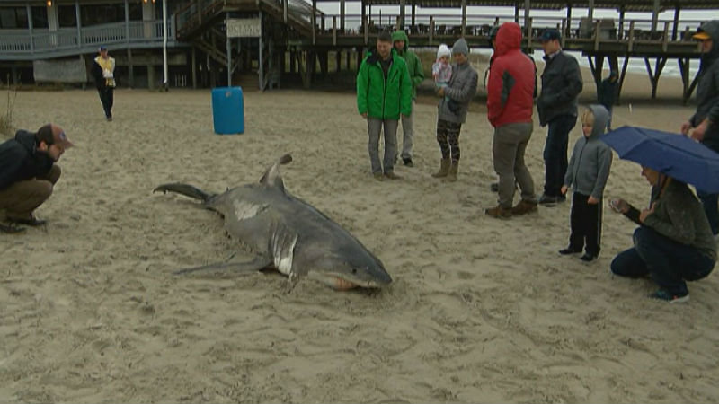 Dead shark
