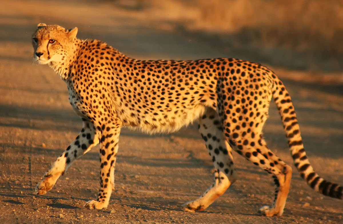 A cheetah