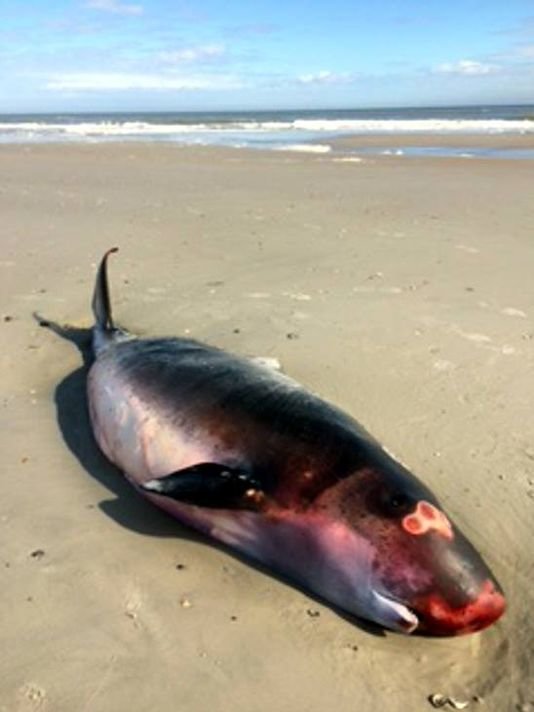 dead darf whale