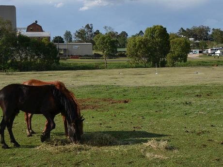 horses