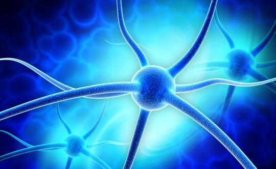 Neuron