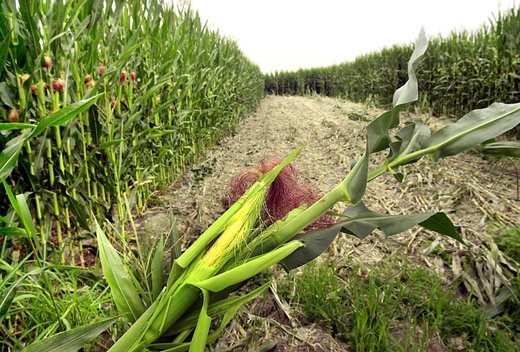 Click to enlarge gm maize