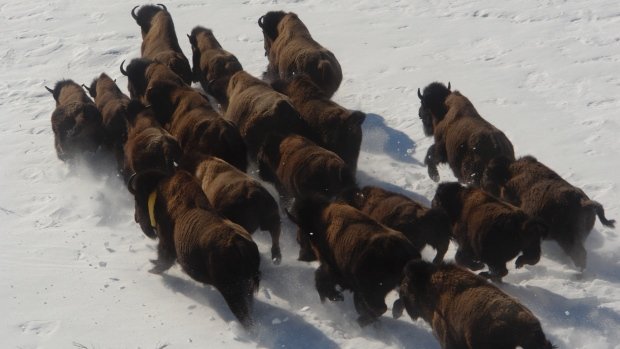 Buffalo