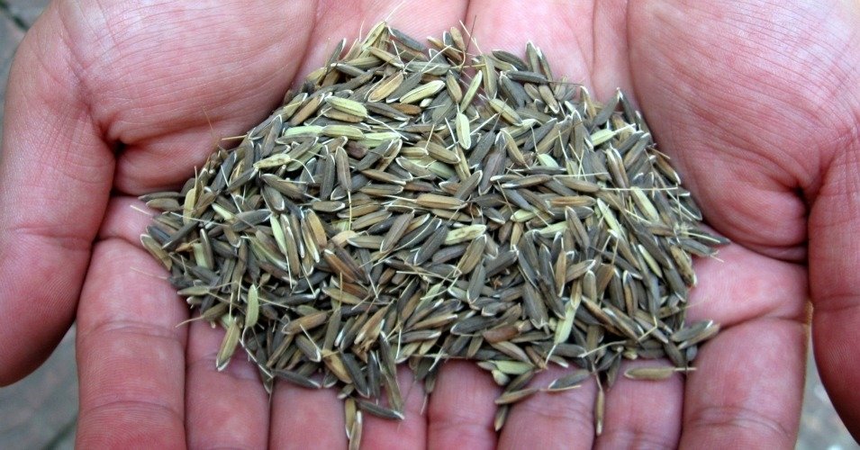 Click to enlarge Seed giants