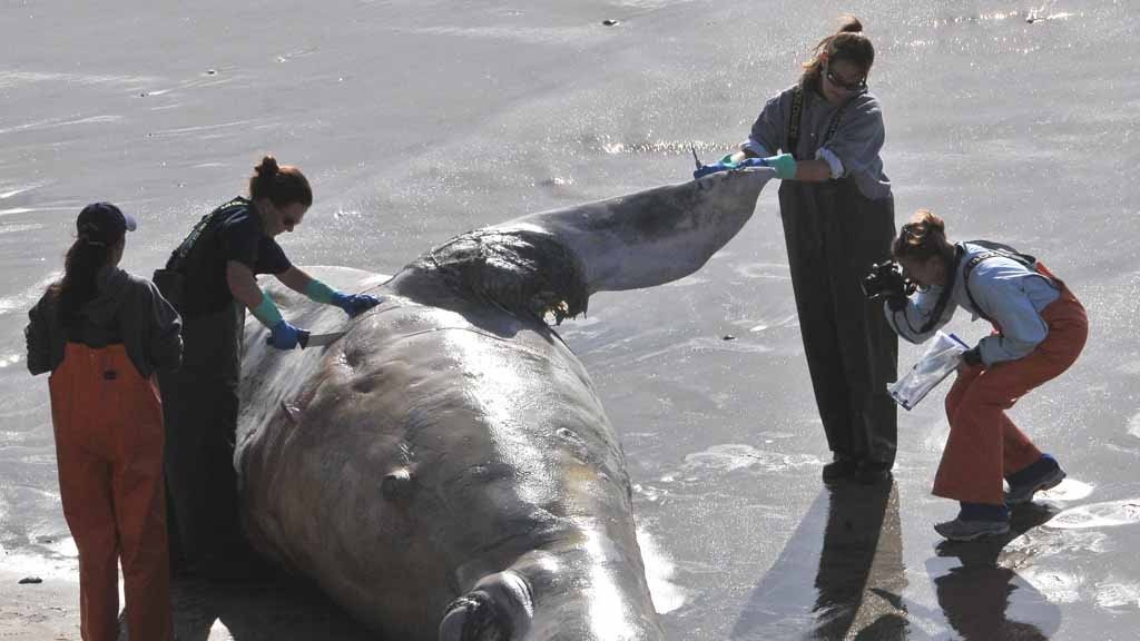 Dead whale calf