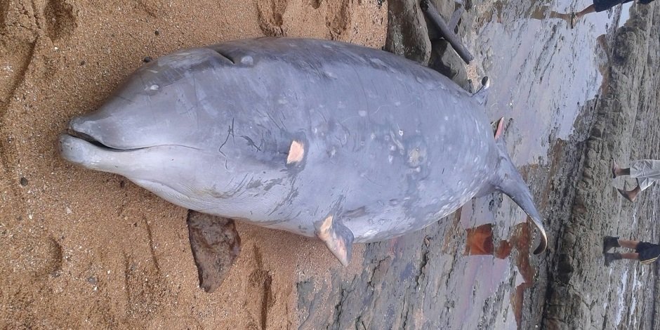 Dead Cuvier's Beaked Whale 