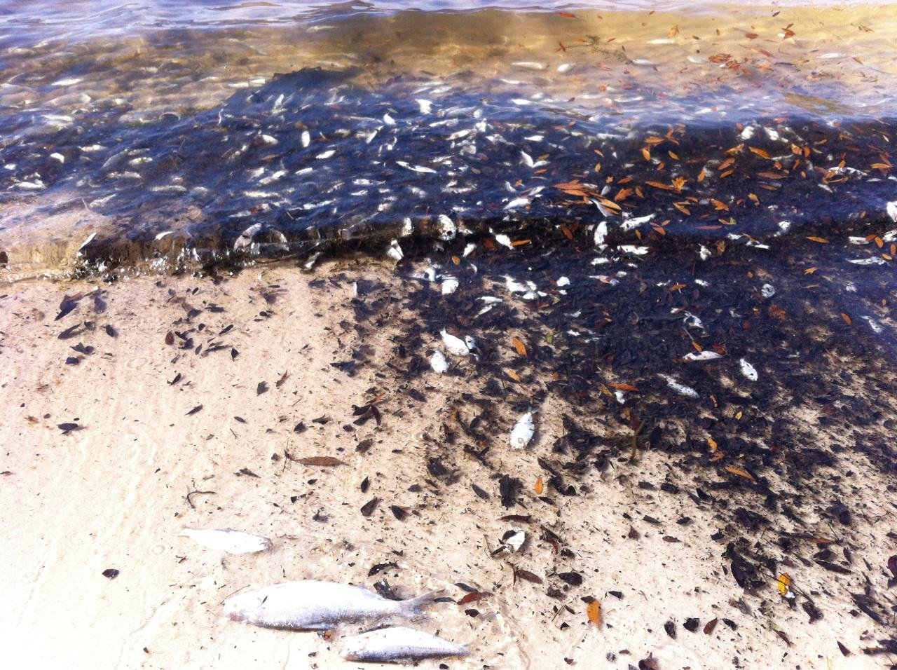 Fish kill