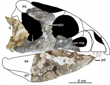 Hualianceratops wucaiwanensis