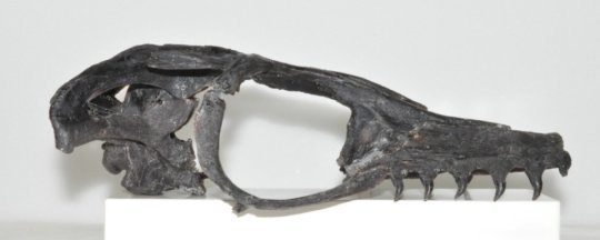 Click to enlarge mosasaur fossil