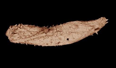 Eokinorhynchus rarus
