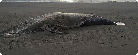 Dead minke whale