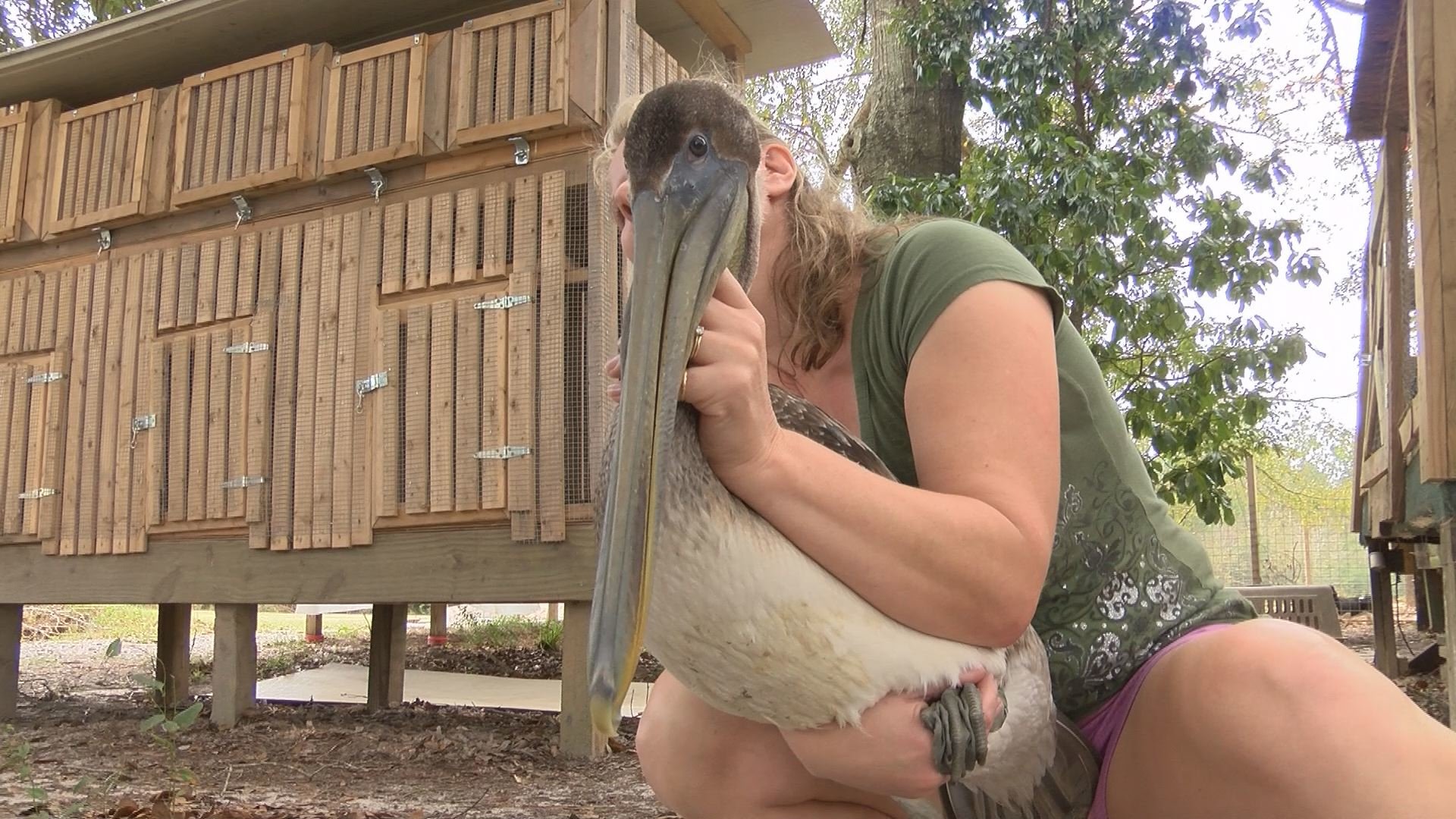 pelican