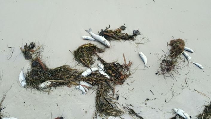 Dead fish