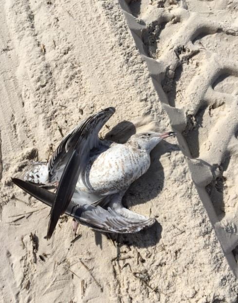 Dead seagull