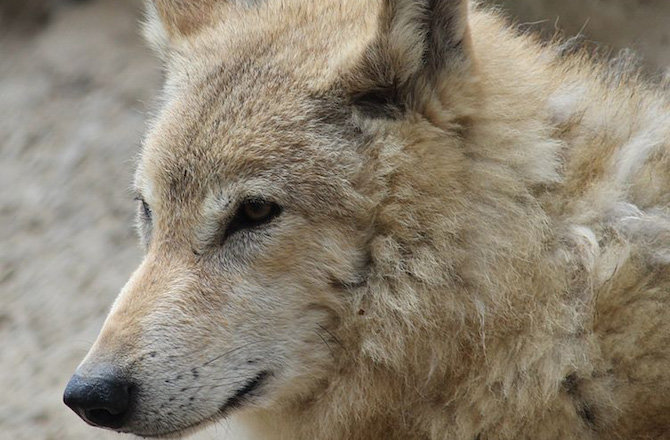 Click to enlarge Tibetan wolf