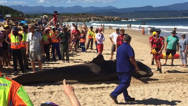 Dead killer whale
