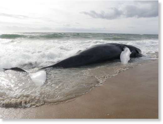  Dead humpback whale