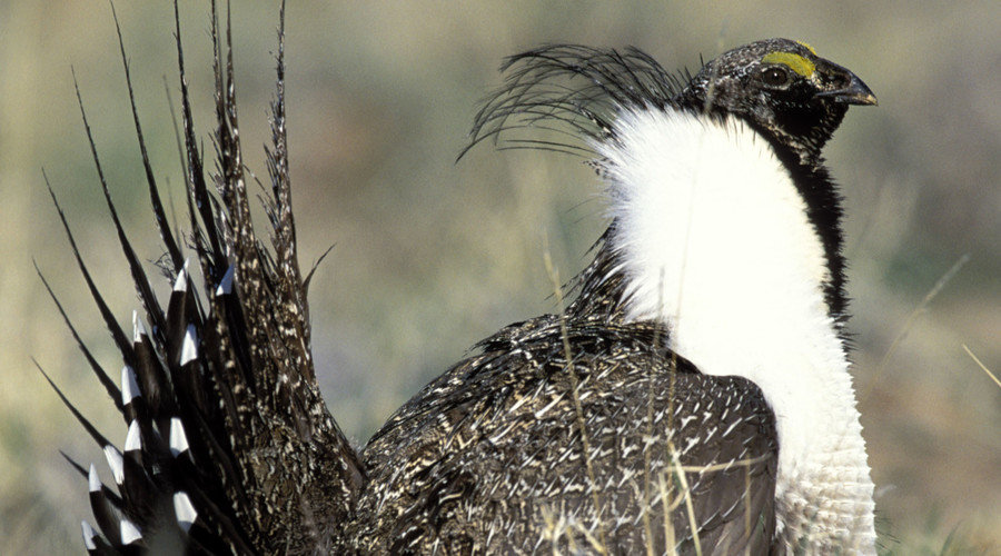 Click to enlarge endangered bird