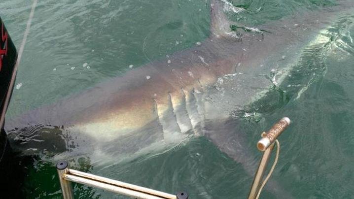 Shark attacks boat