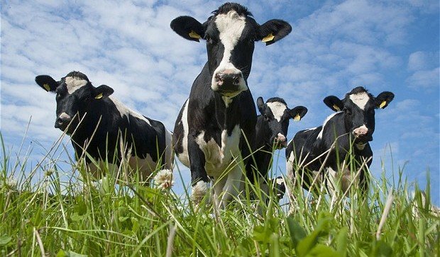 GMO cows