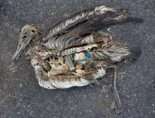 Ocean trash