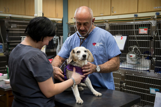 Click to enlarge dog_vet