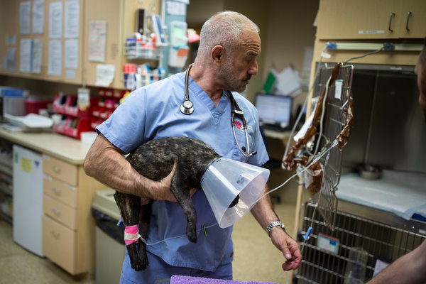 puppy_vet