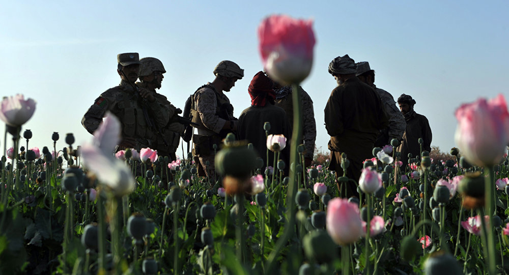 Afghanistan opium field