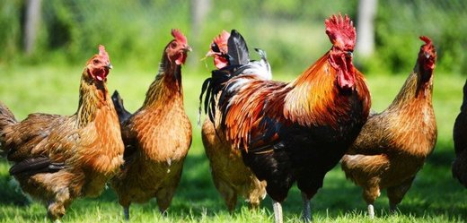 GMO chickens