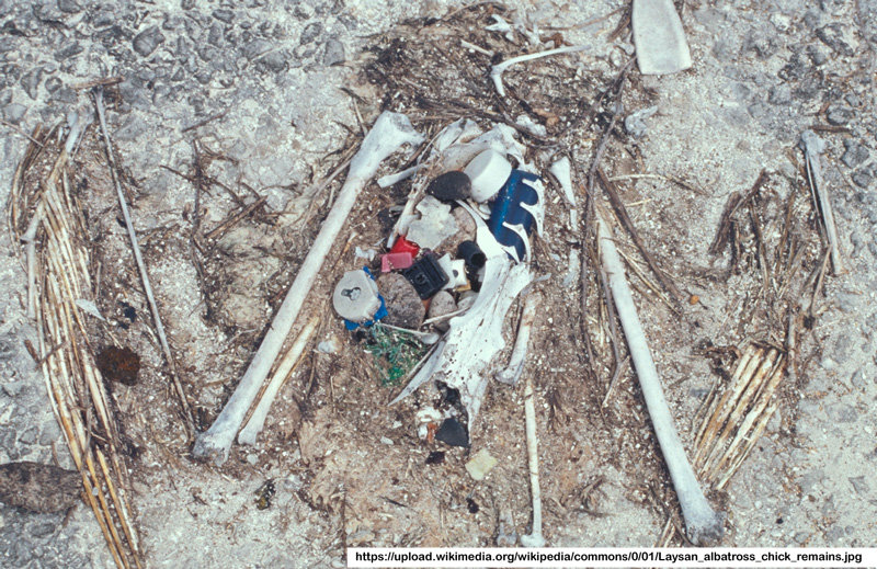 Click to enlarge Albatross babies pollution