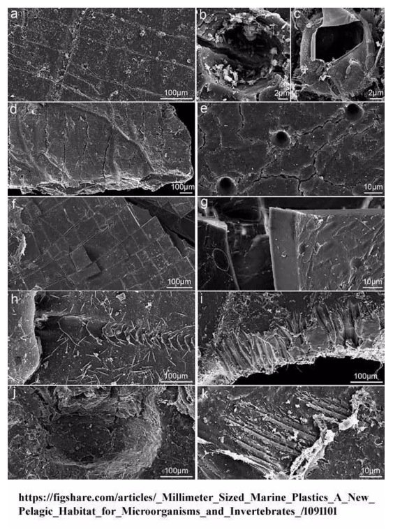 Click to enlarge Microbes eating plastic