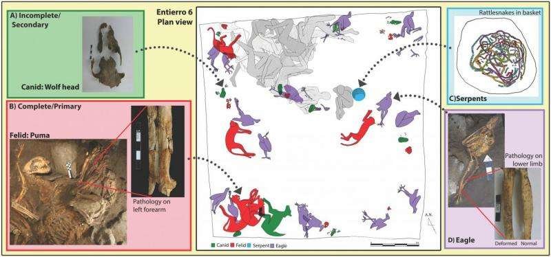 Click to enlarge examples of carnivores