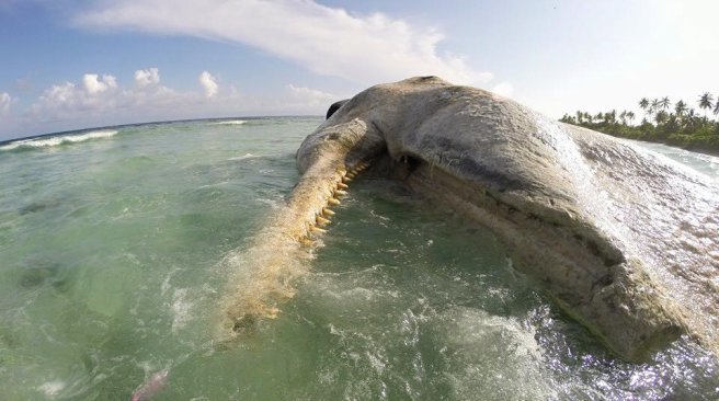 dead whale Maldives