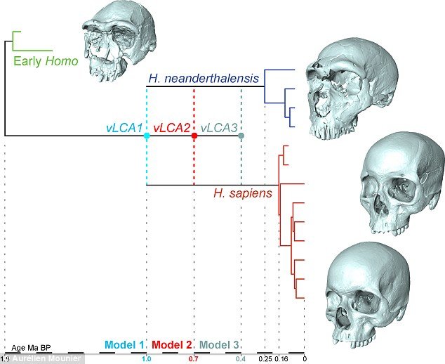 Click to enlarge digitally rendered skulls