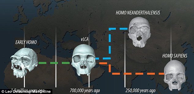 Click to enlarge Homo sapien skulls