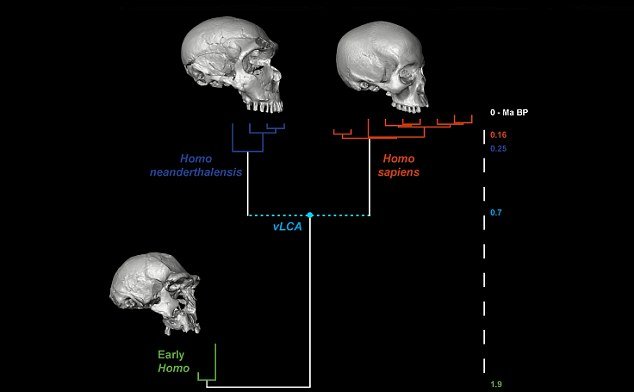 Click to enlarge virtual 3D ancestral skull