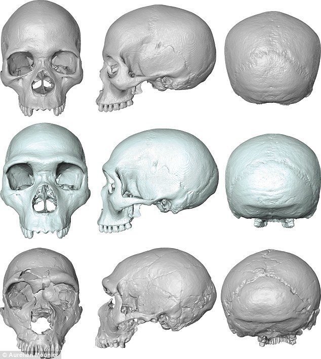 Click to enlarge 'virtual fossil'
