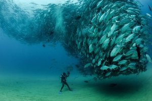 Fish shoal