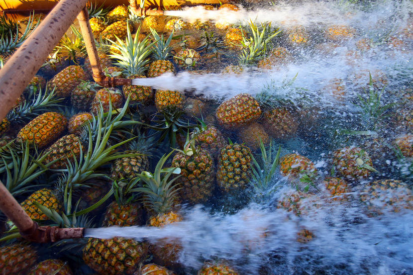 pineapple pesticides