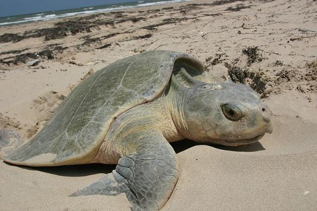 Kemp's Ridley Sea Turtle (Lepidochelys kempii)